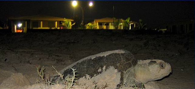Fotopoluição que desorienta fêmeas e filhotes (Crédito: Banco de Imagens-Projeto TAMAR)