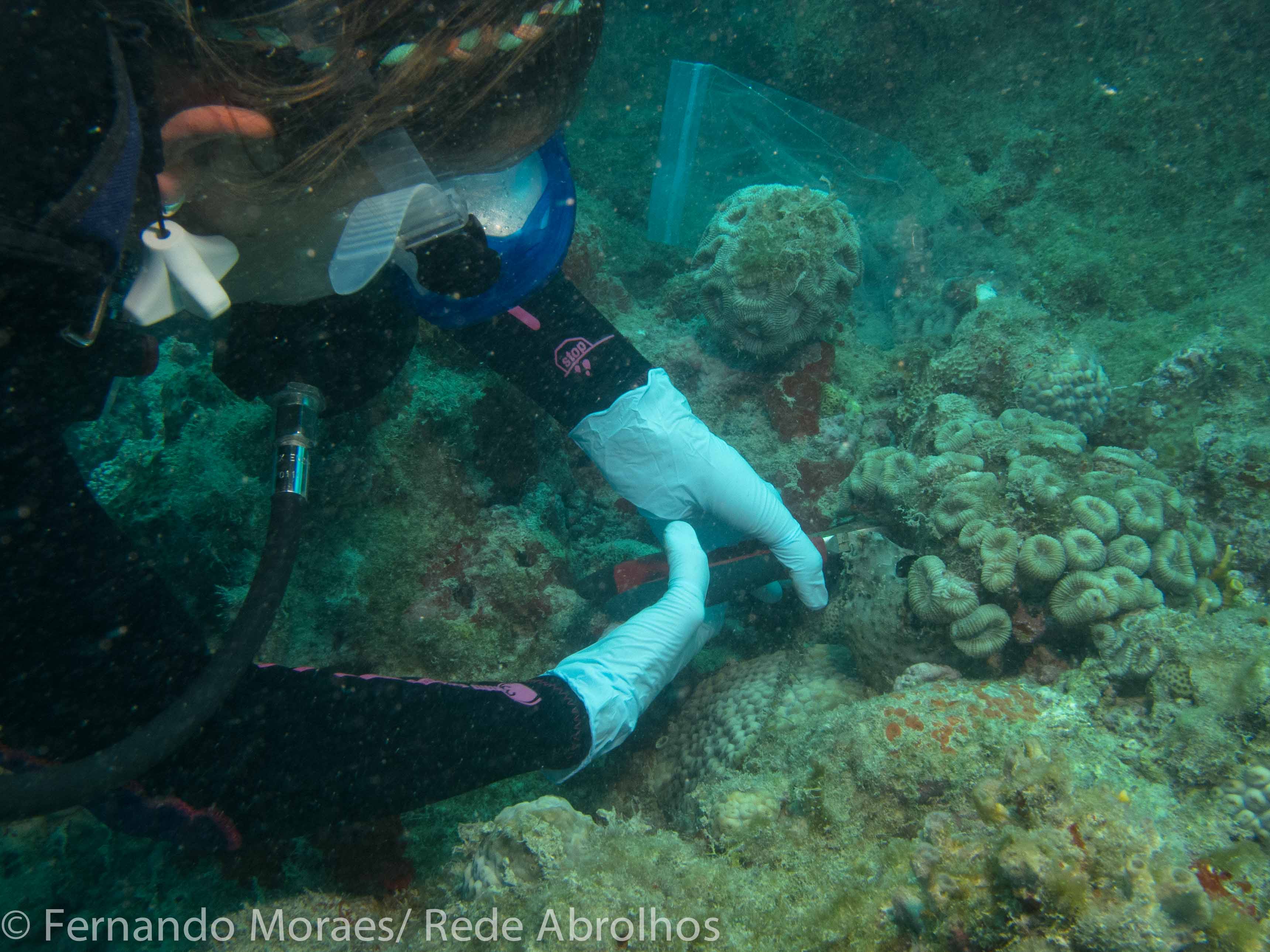 Fotos para a matéria Coleta de amostras em Abrolhos Foto Fernando Moraes