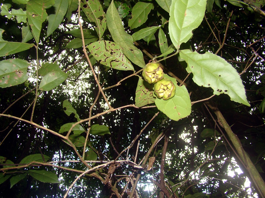 frutos de Grazielanthus prontos para coleta