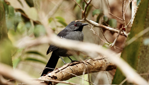 Gravatazeiro PARNA de Boa Nova