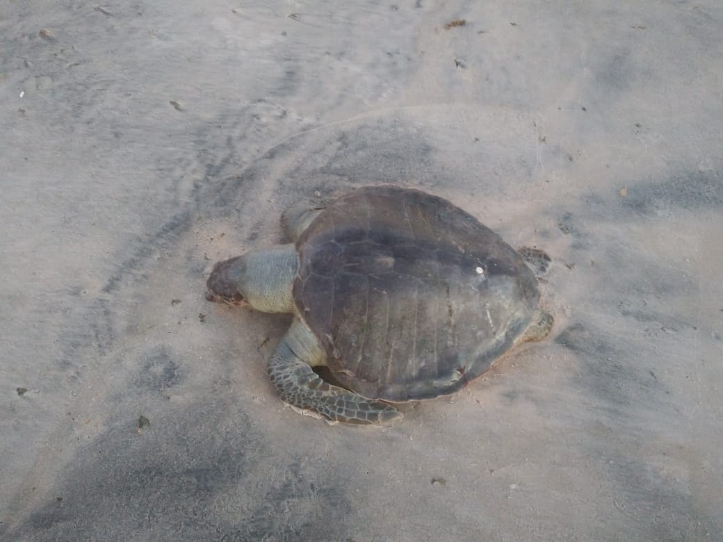 Encalhe ocorrido em janeiro em Guriri, São Mateus-ES (Fonte: Tamar ICMBio)