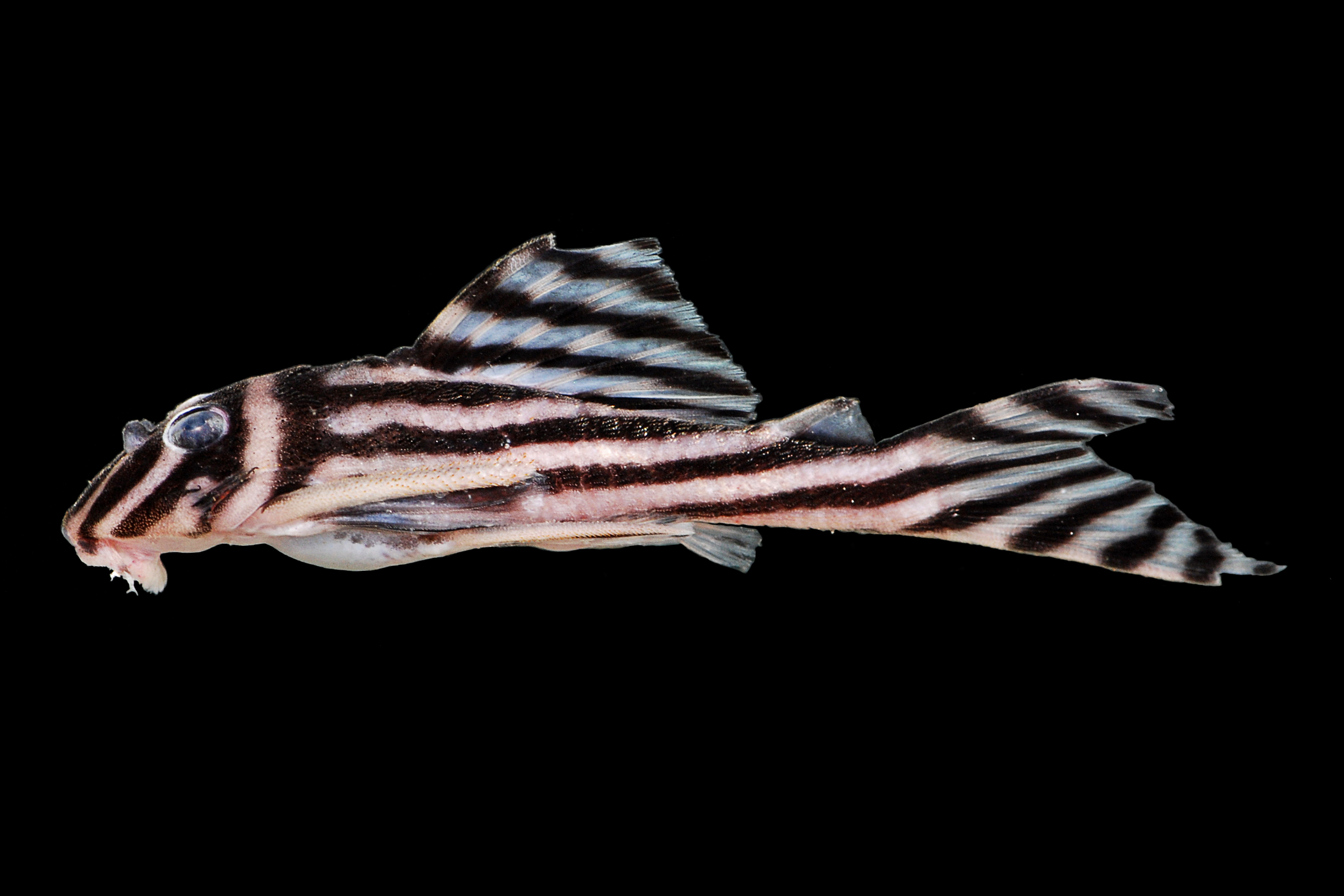 Hypancistrus zebra Renildo Oliveira