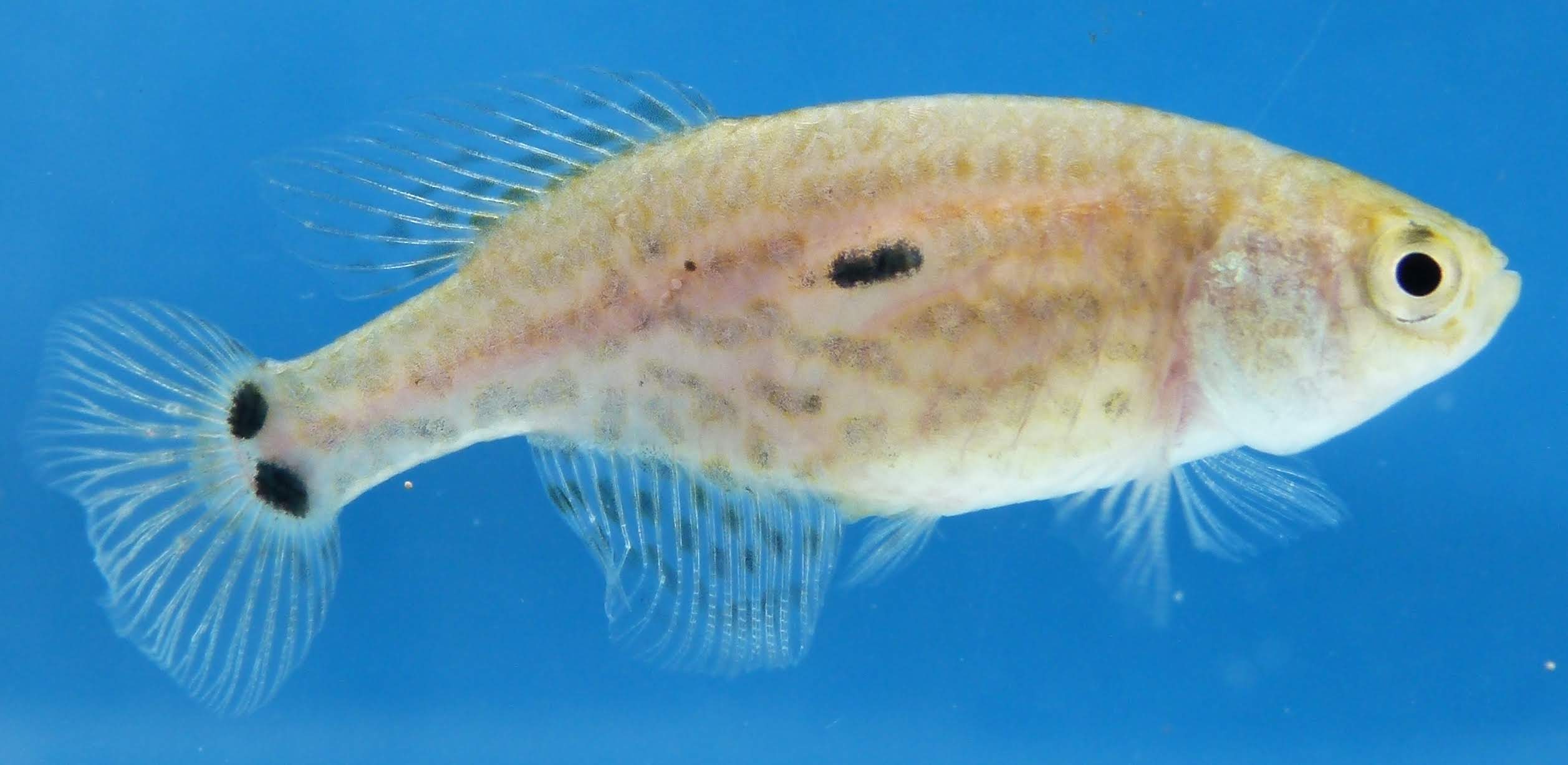 Hypsolebias adornatus fêmea Izabel Boock