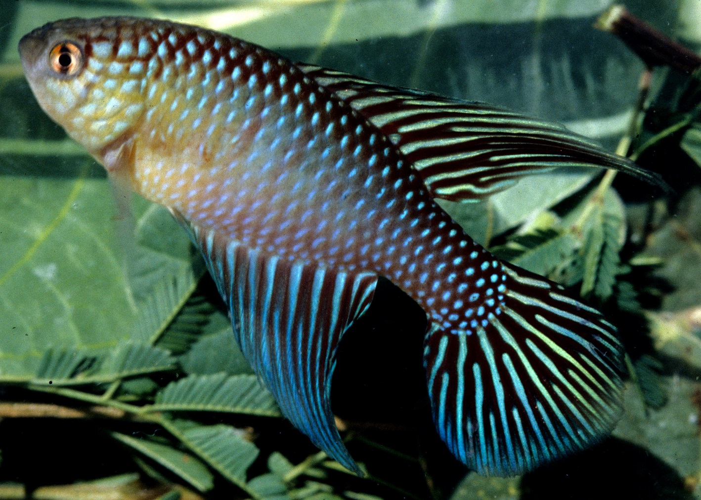 Hypsolebias fulminantis Foto Wilson J.E.M. Costaa
