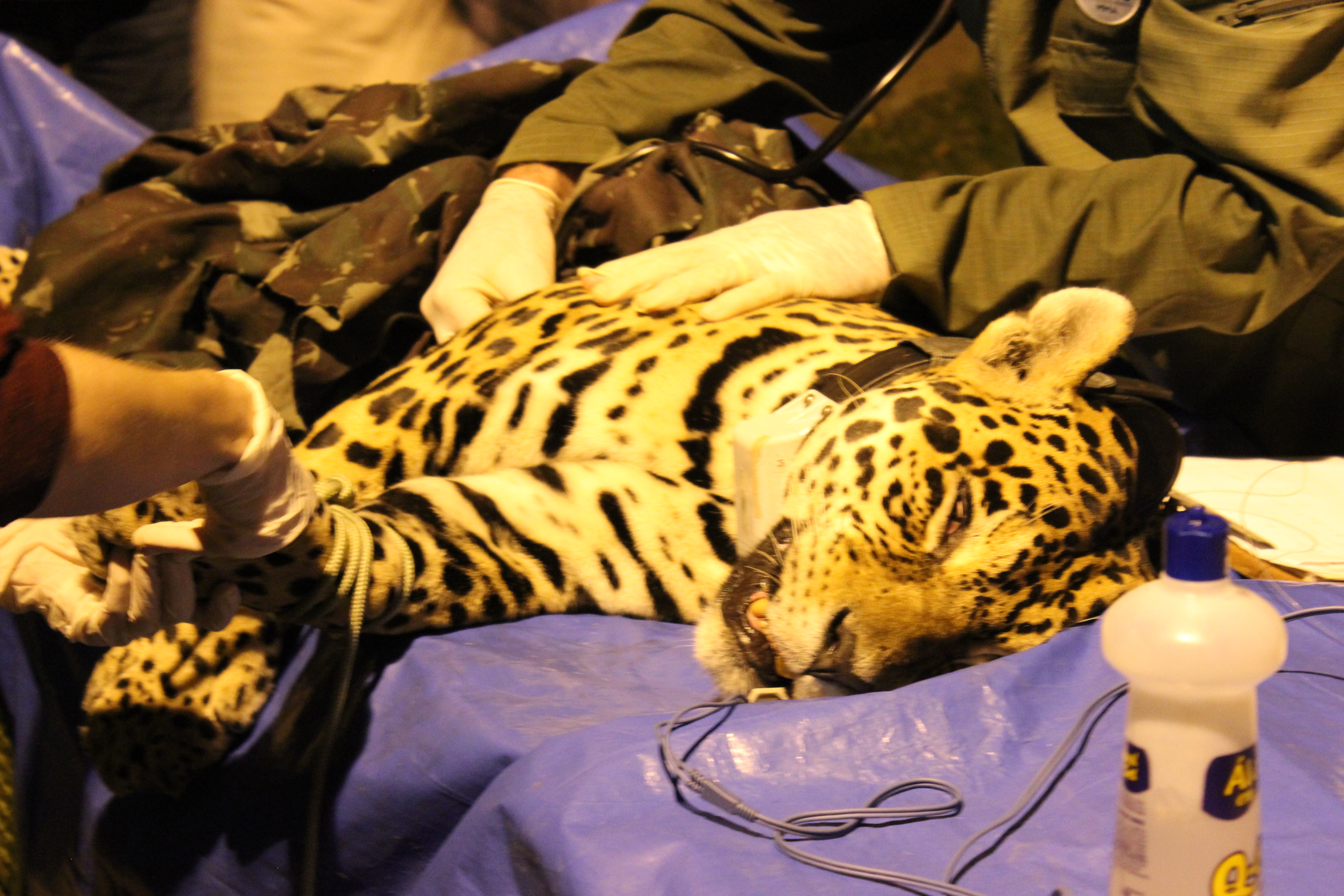 Felino foi sedado para avaliação de seu estado de saúde (Foto: Raul Mourão/UFJF)