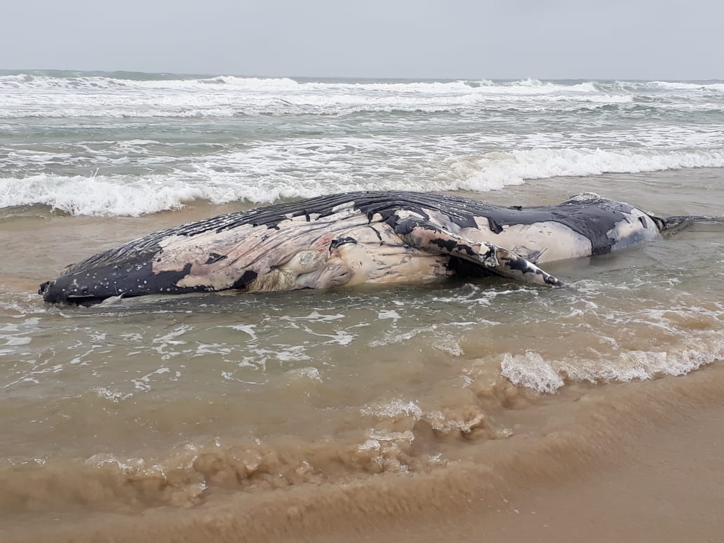 Baleia jubarte morta na praia de Laguna (Foto: Udesc)