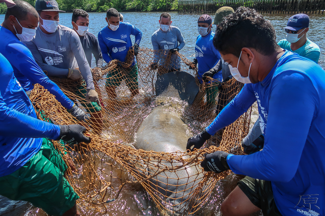 Peixe-boi-marinho Raimundo tenta retornar à natureza pela segunda vez (Thiago Hara)