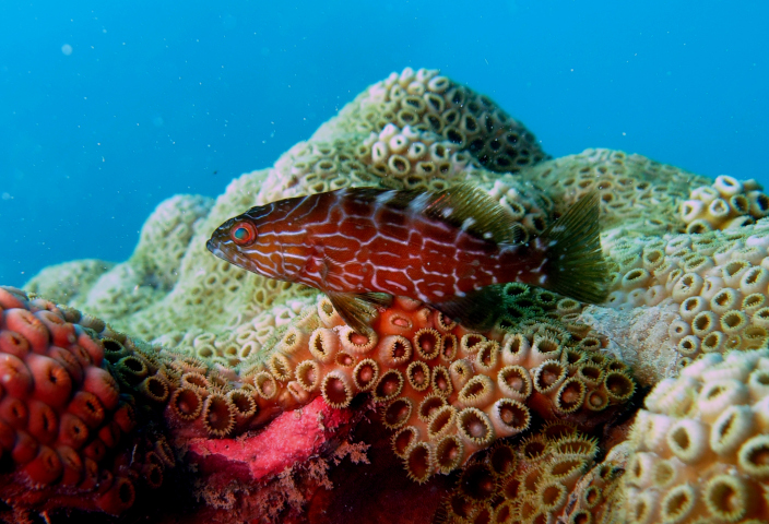 jovem autoria claudio sampaio