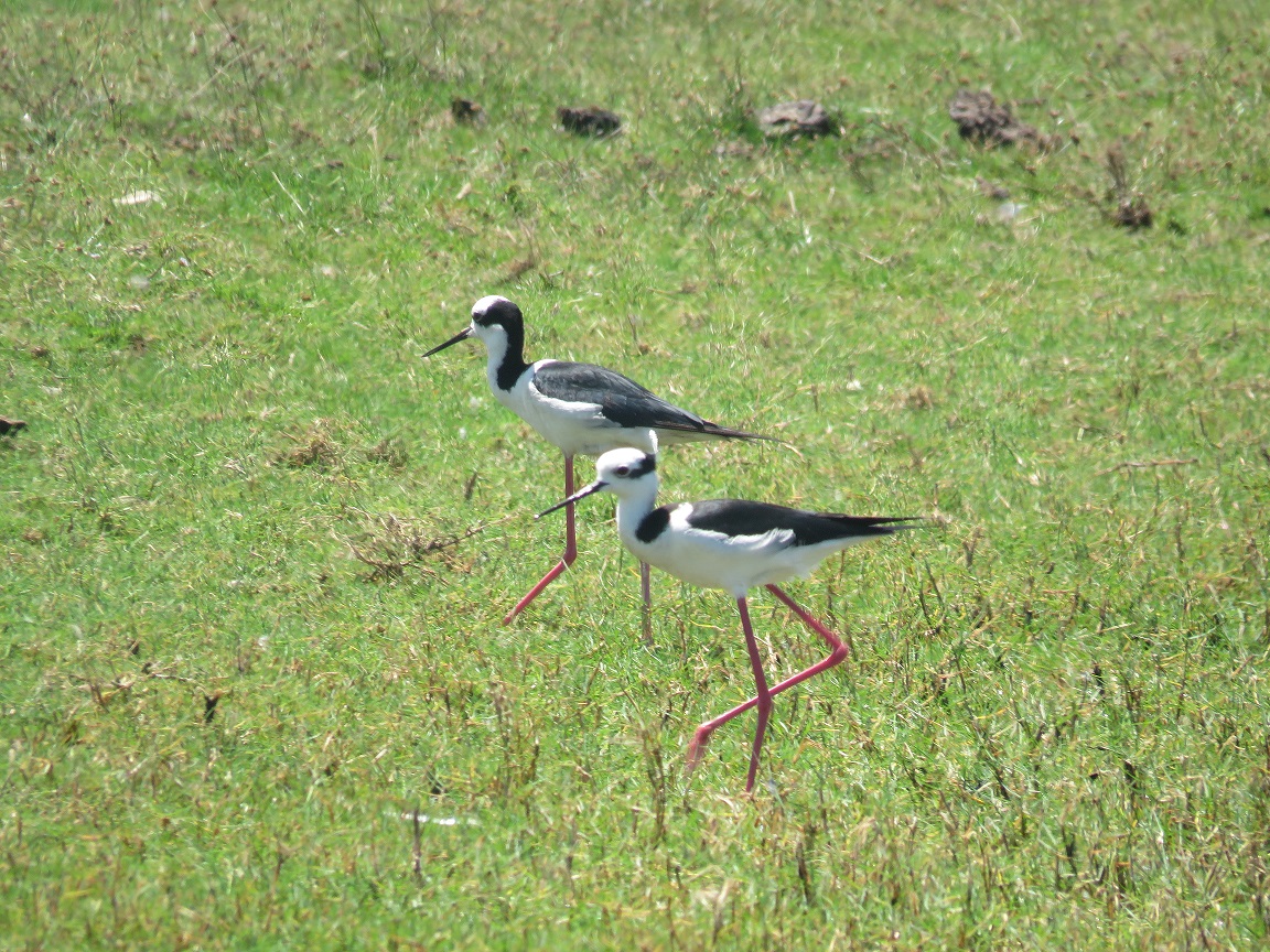 maçarico pernilongo Foto Danielle Paludo