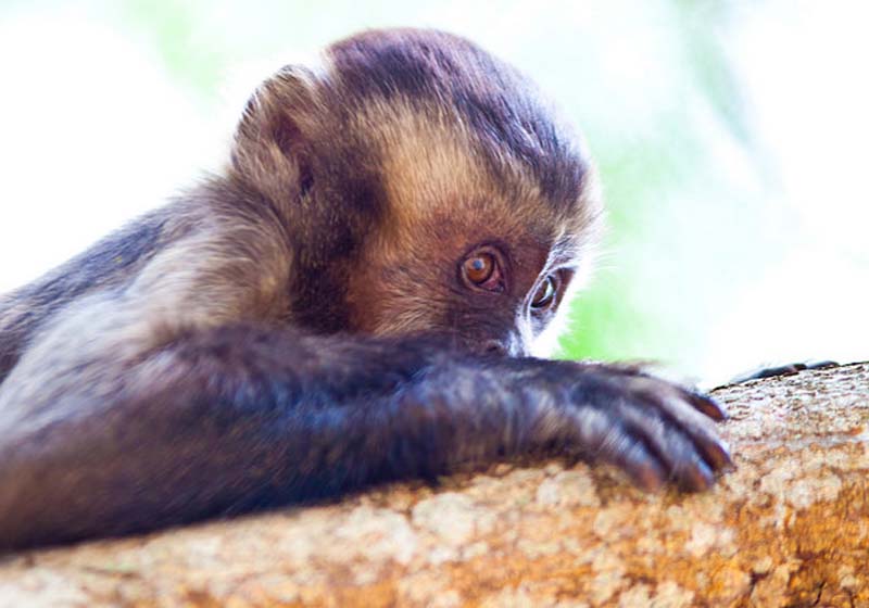 Primatas são considerados animais-sentinela, alertando as autoridades sobre a presença do vírus (Foto: Martim Garcia)