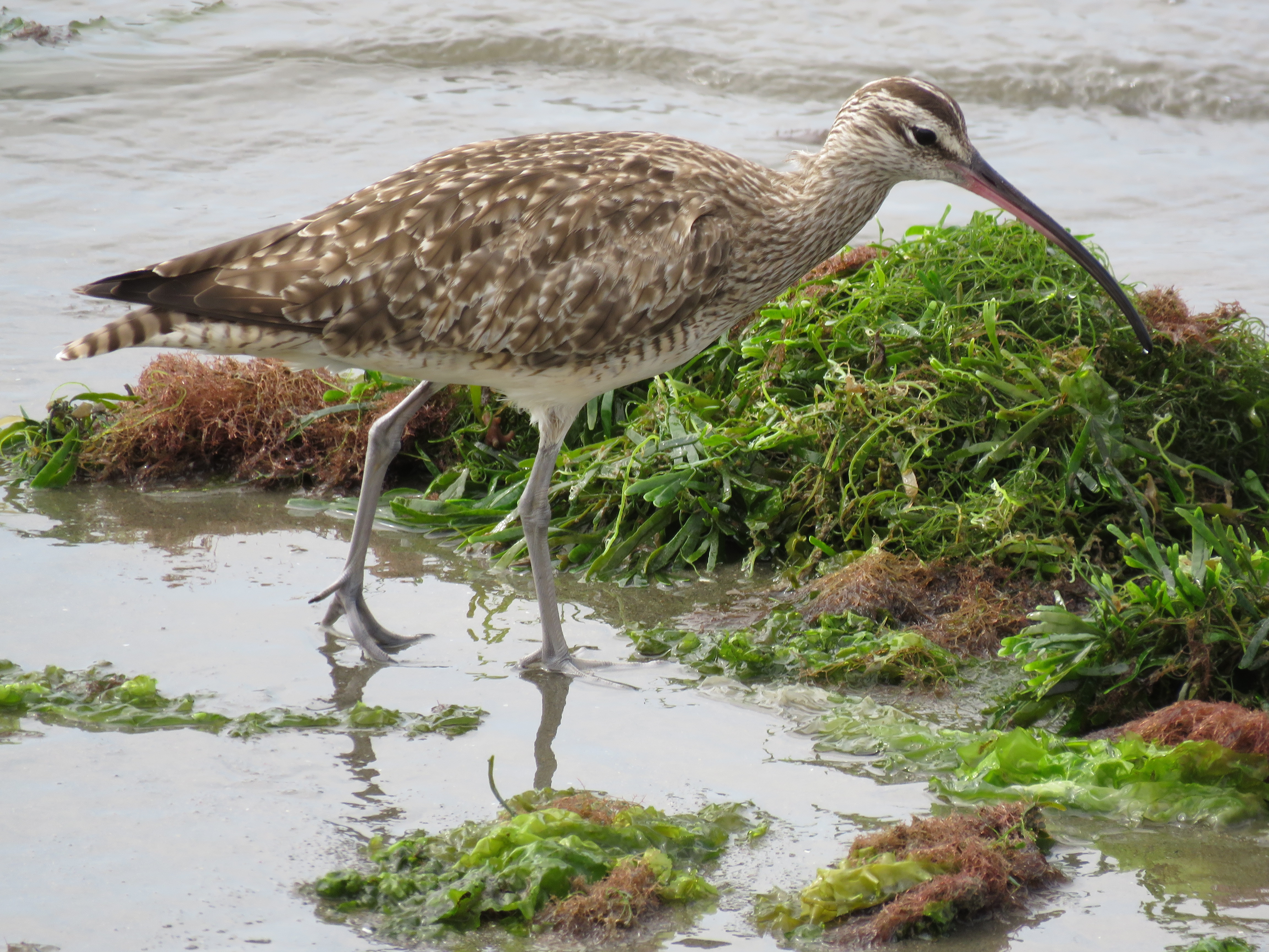 macarico galego 2017