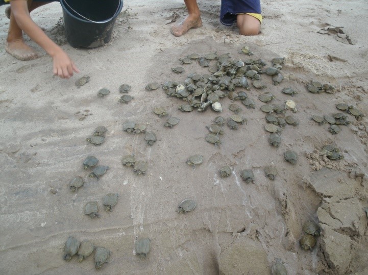 Manejo participativo de tracajás na resex do Alto Tarauacá