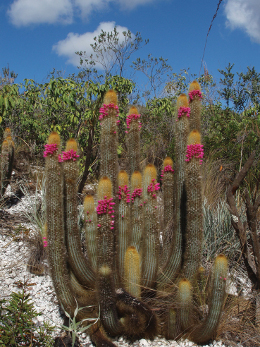 micranthocereus_auriazureus_marlon_machado.jpg