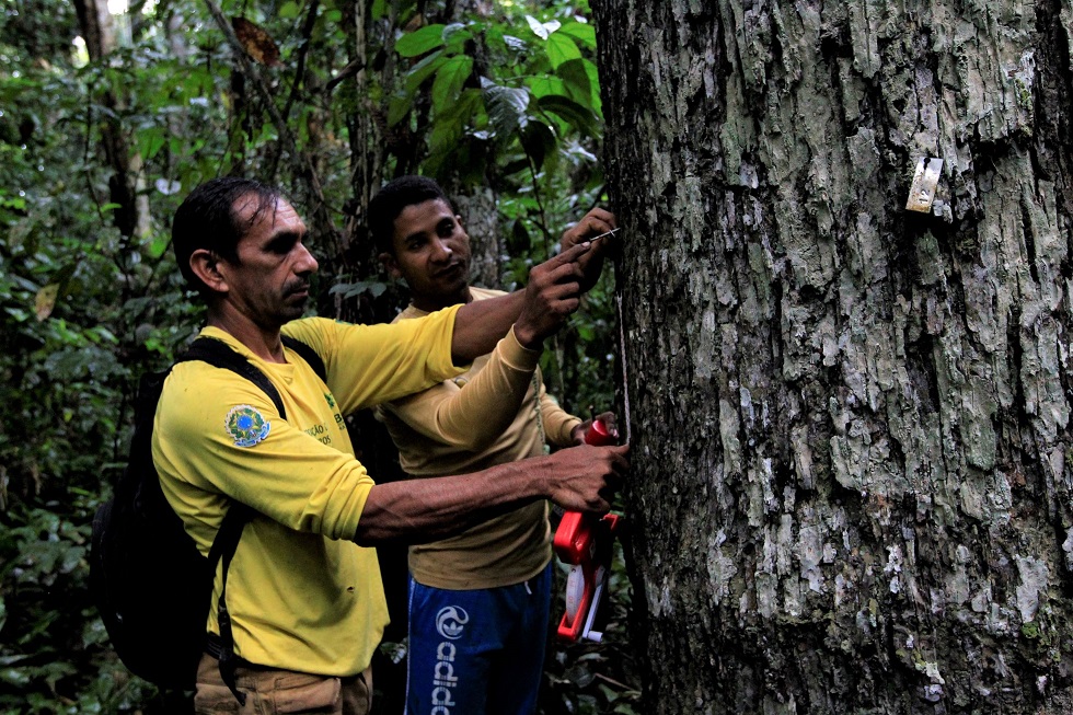Monitores coletam dados de uma castanheira na Resex do Cazumbá Iracema