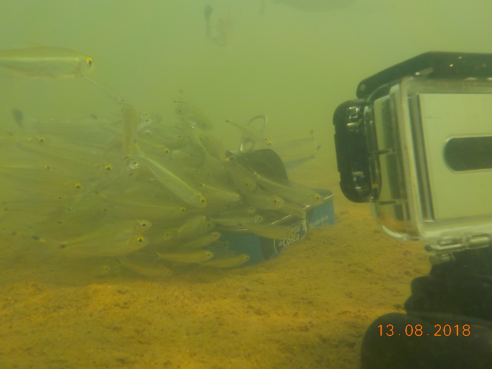 Método de visualização de peixes com utilização de iscas e câmeras Foto Naiane Landim 