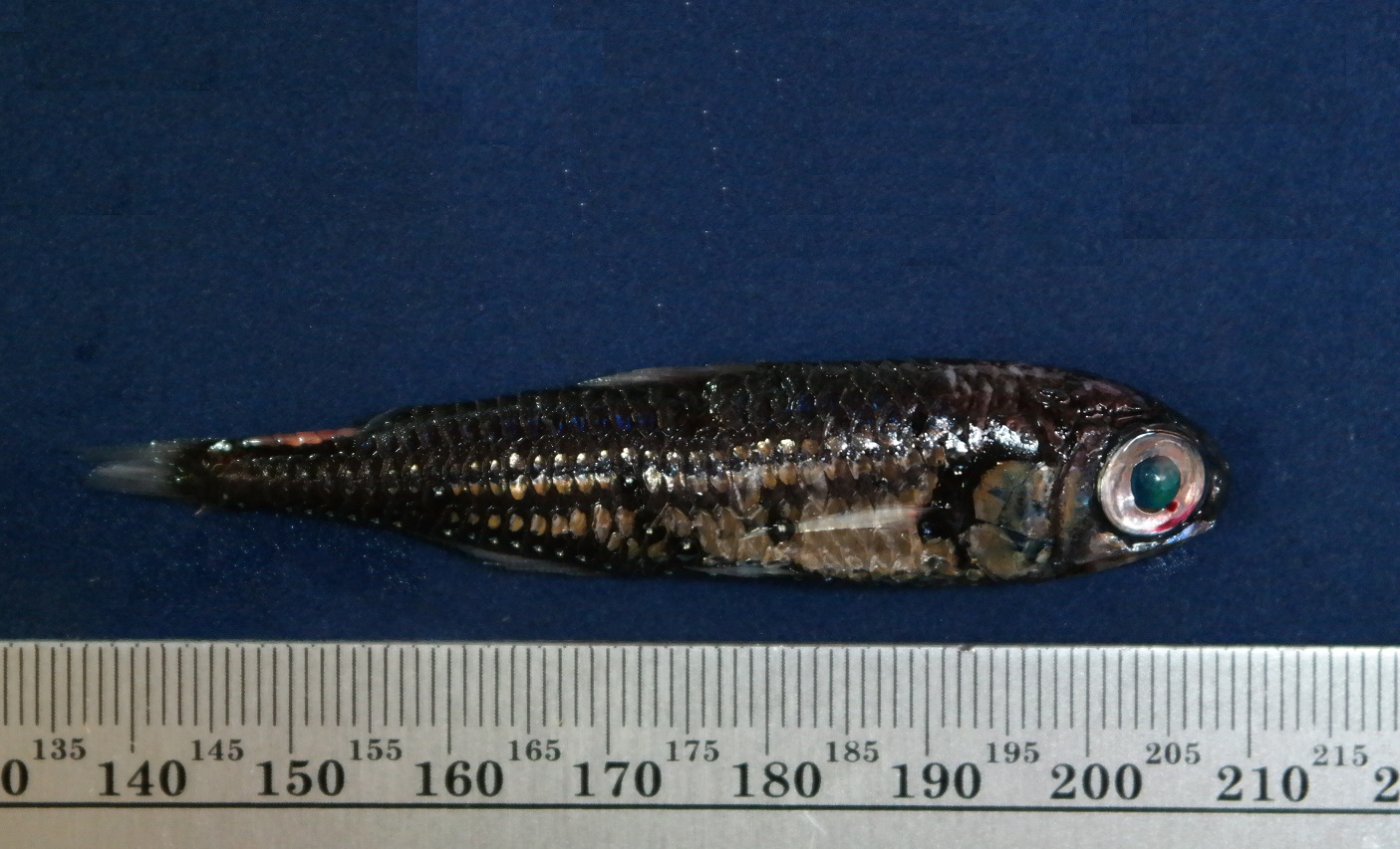 Myctophumasperum peixe lanterna