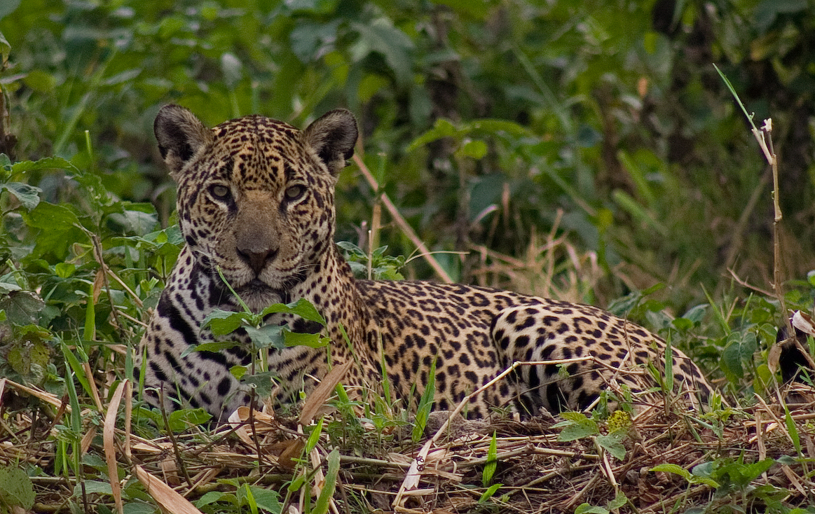 onca Onça pintada Rogério Cunha de Paula 2