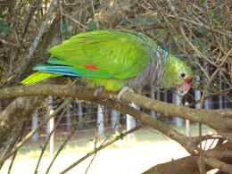 Espécie solta na natureza (Arquivo Parna das Araucárias/ICMBio)