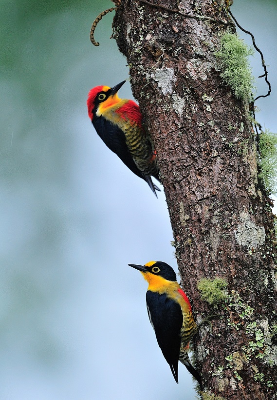parna itatiaia Luiz Carlos Ribenboim