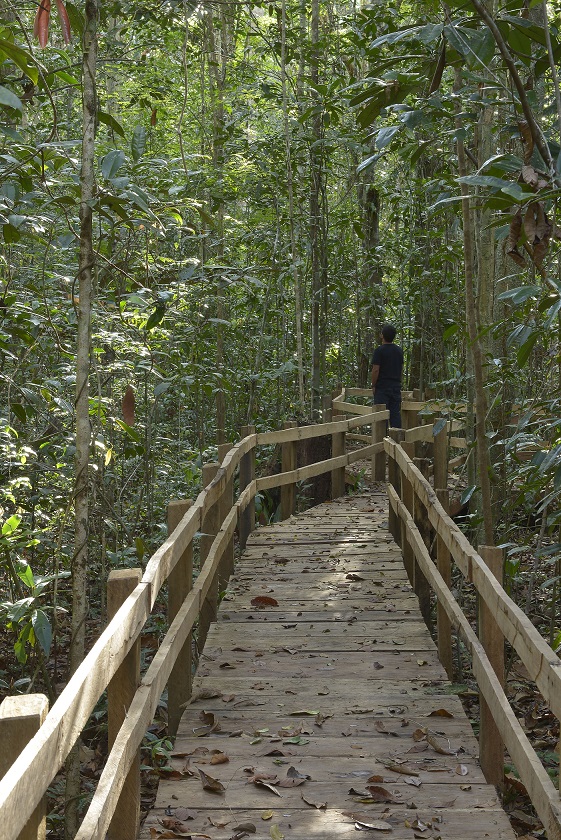 parna paubrasil LCandisani