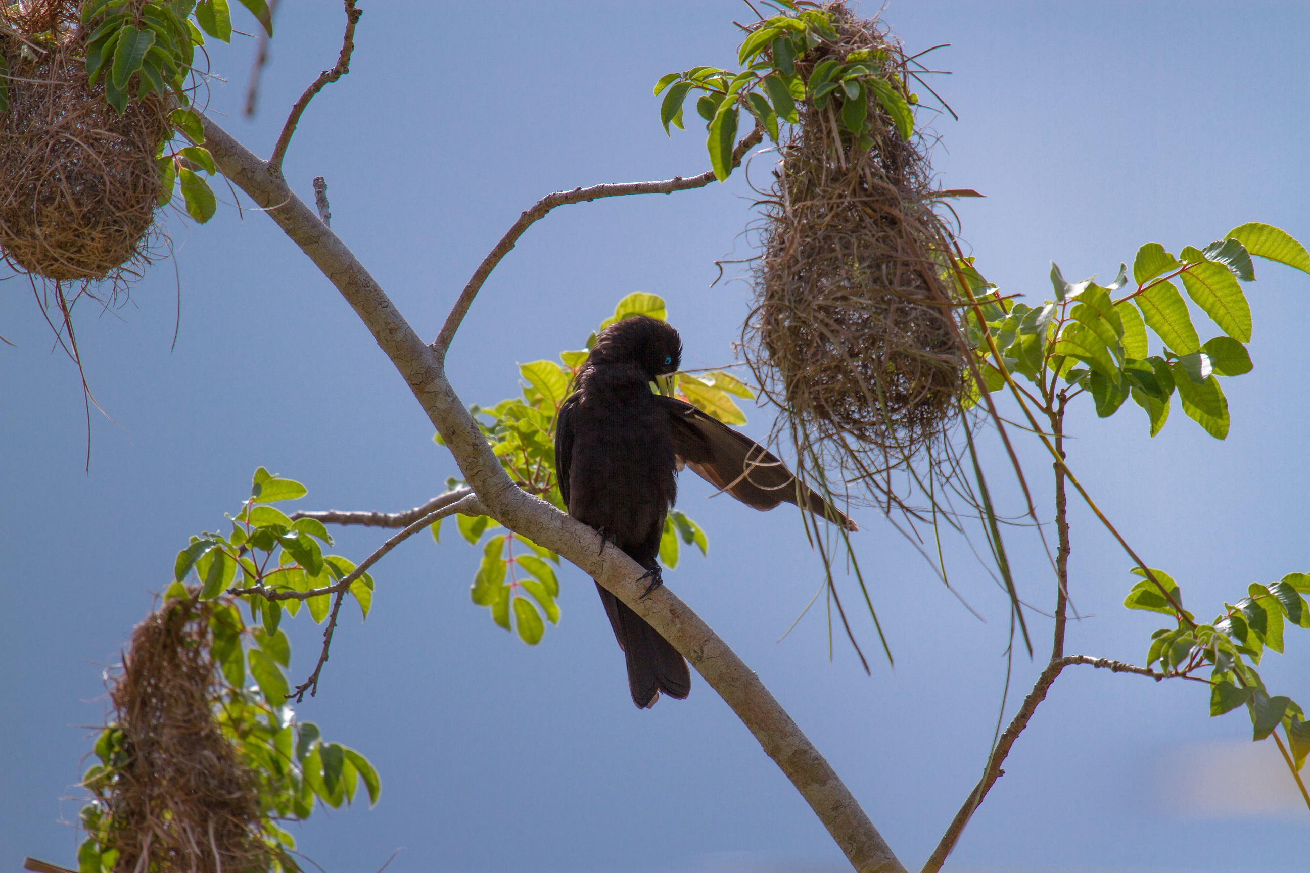 parna paubrasil Marcelino Dias