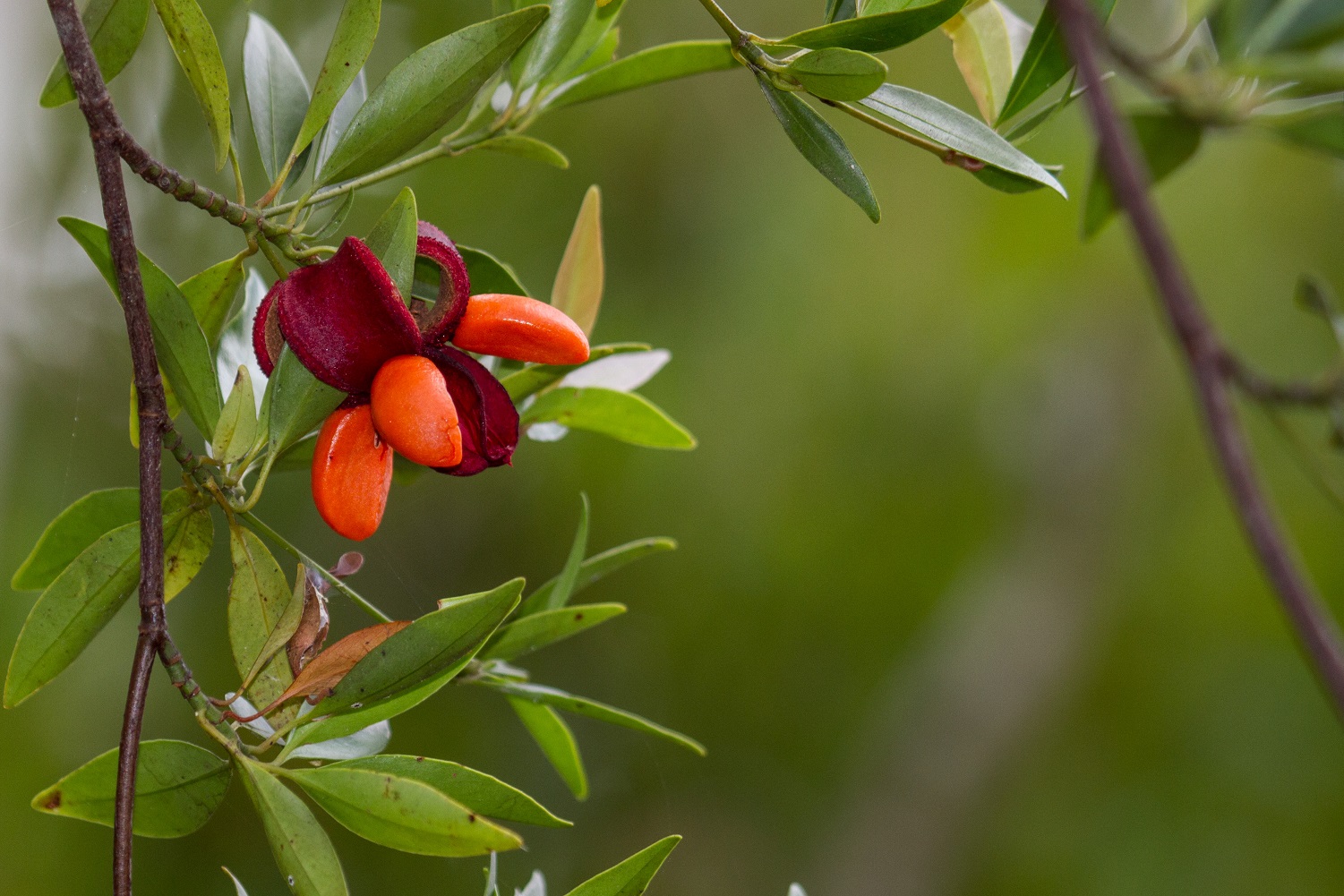 parna paubrasil Marcelino Diass