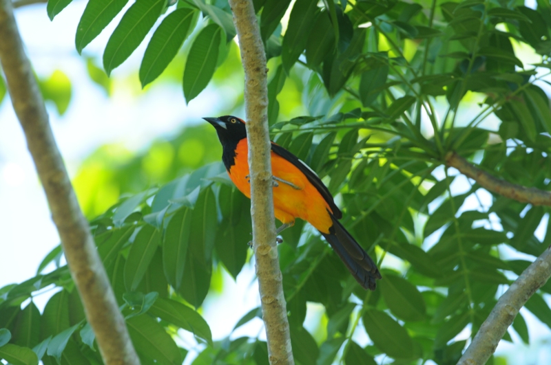 parna serradabodoquena Zig Koch