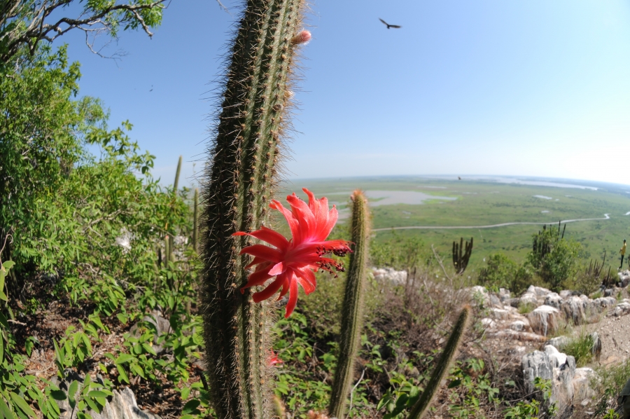 parquenacionalmatogrossense