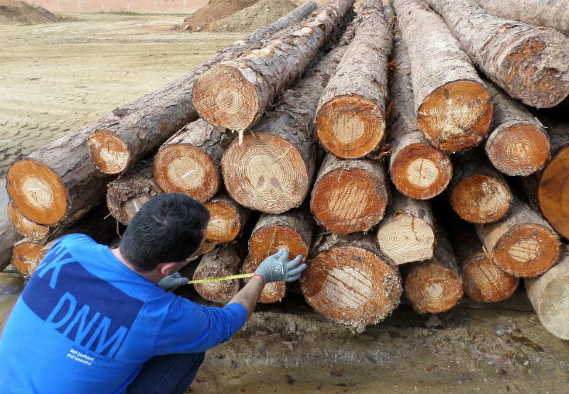 pinus sp retirado.jpg