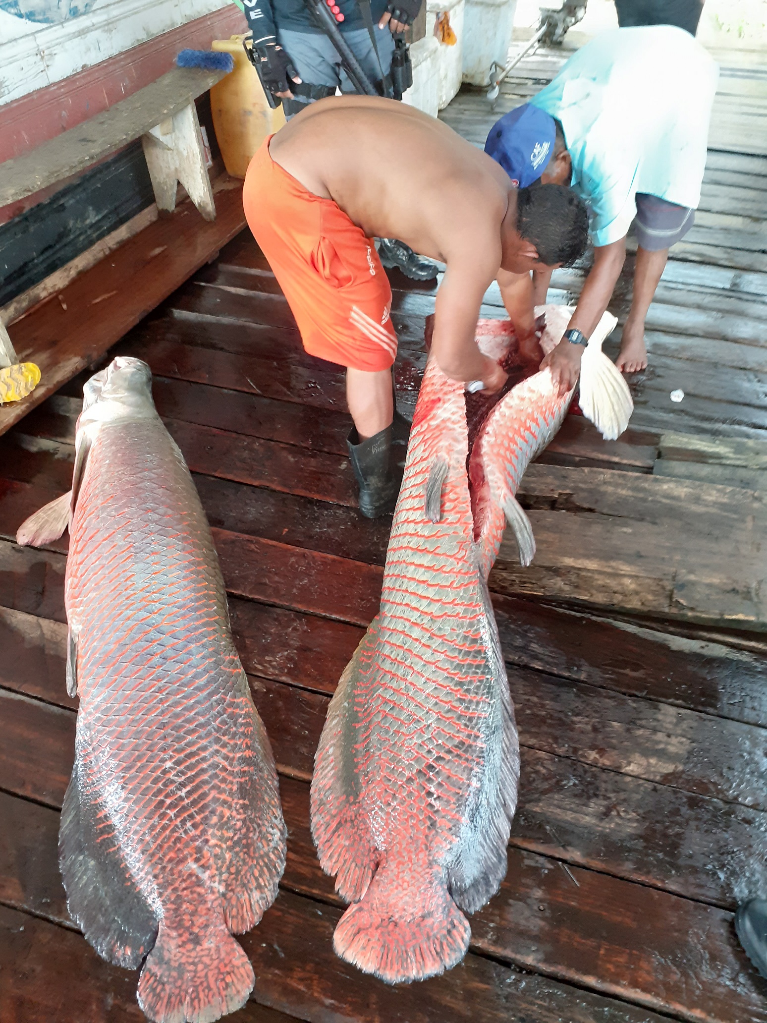 pirarucupescaa
