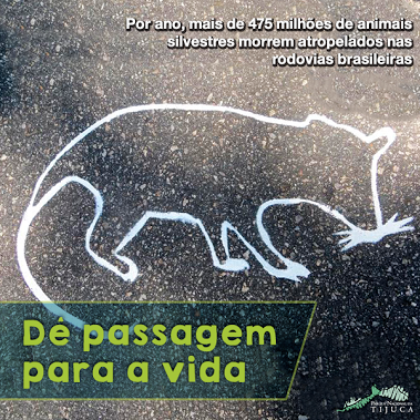 © Todos os direitos reservados. Foto: Acervo Parque Nacional da Tijuca