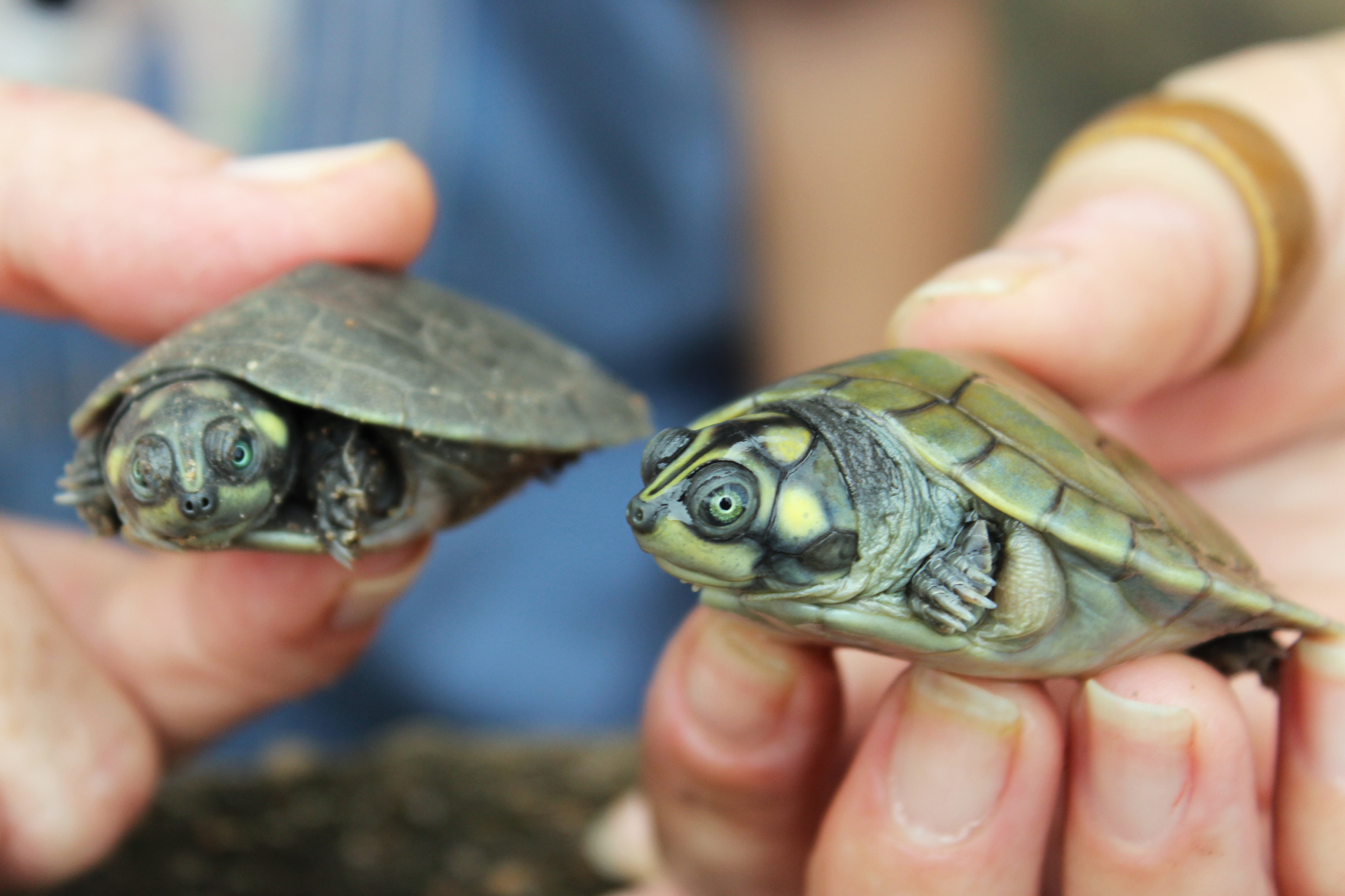 Filhote de tartaruga-da-amazônia (Foto: Ramilla Rodrigues)