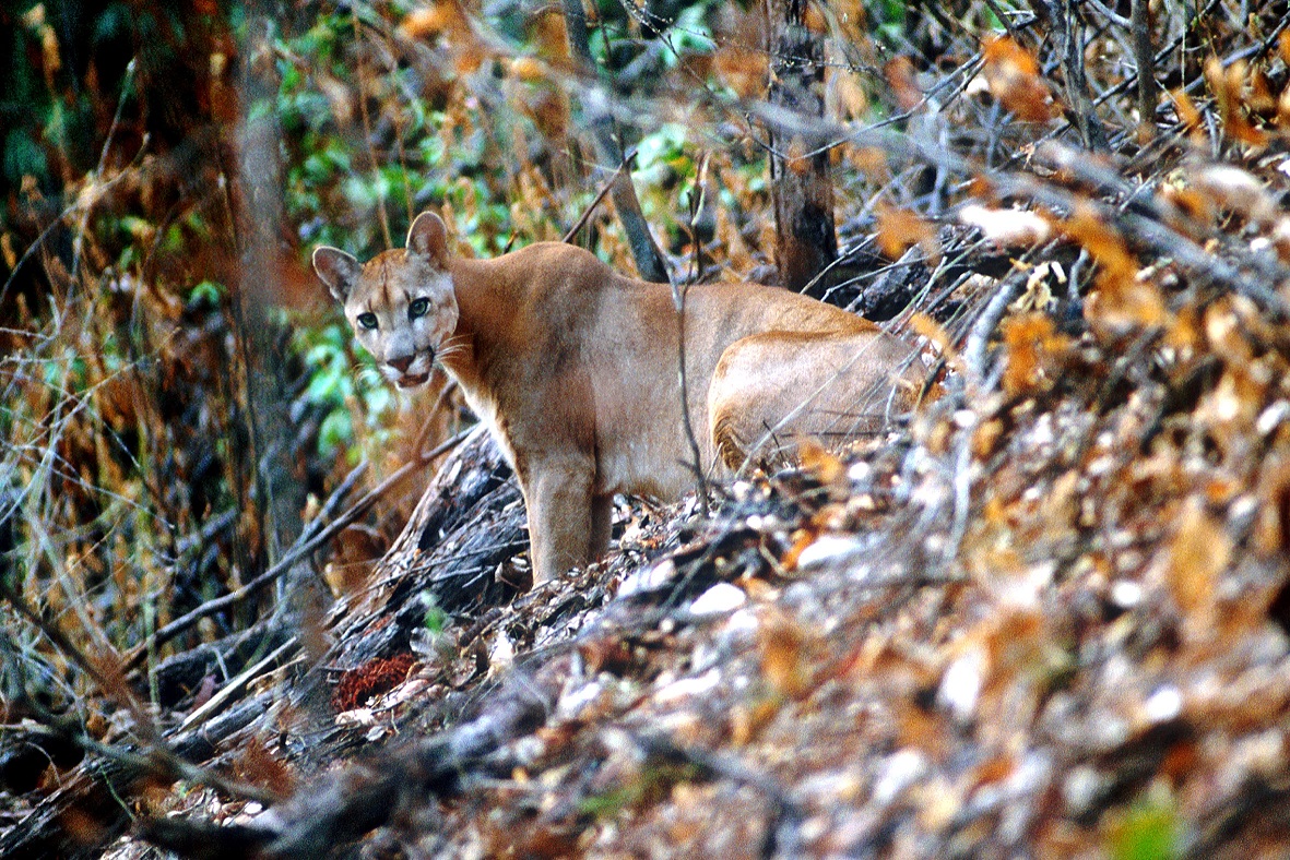 Puma concolor Onca parda Adriano Gambarini 3