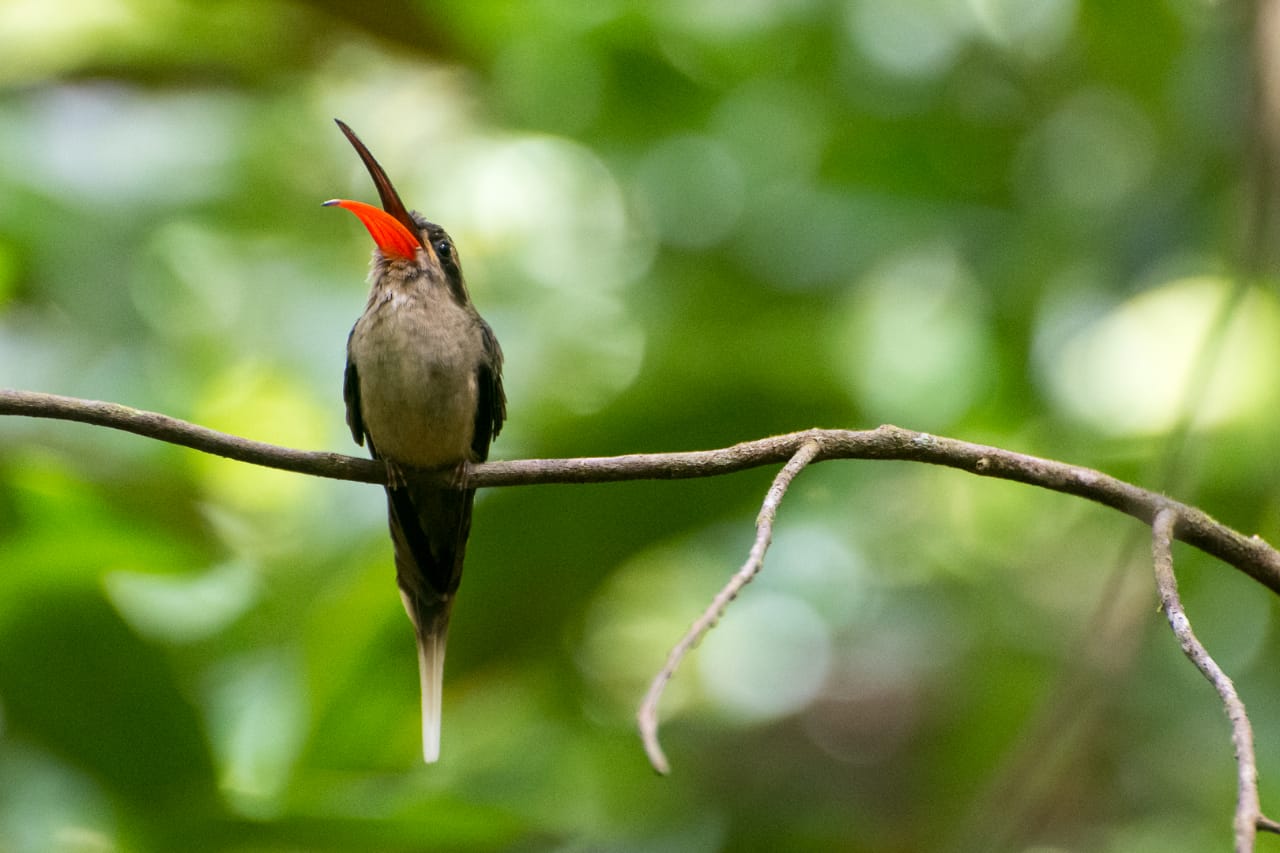 rabo branco de margarettae