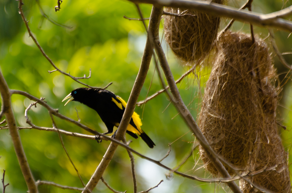 Resex Chico Mendes Aurelice Vasconcelos 70