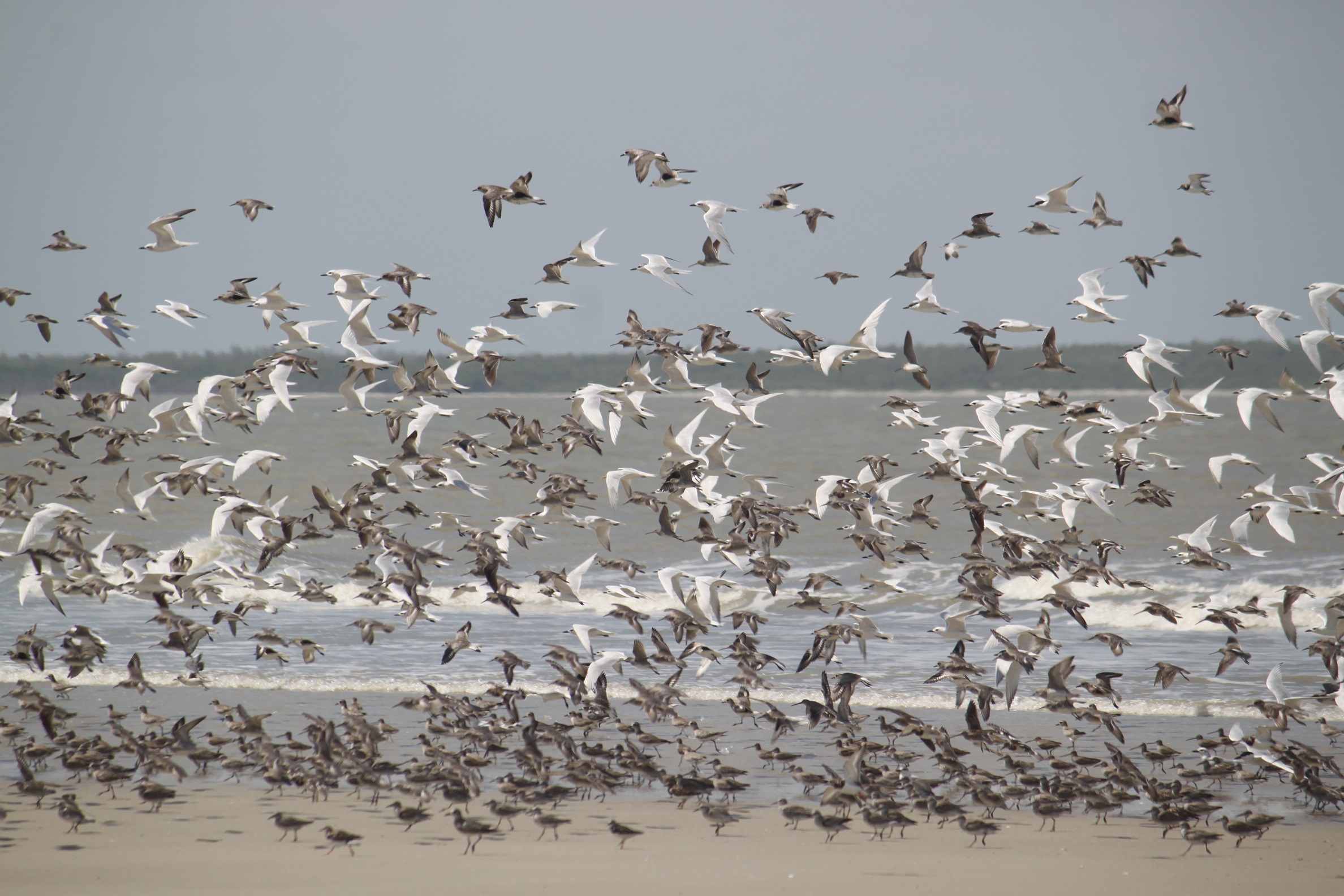 revoada aves migratórias Resex Cururupu. Foto Danielle Paludoa