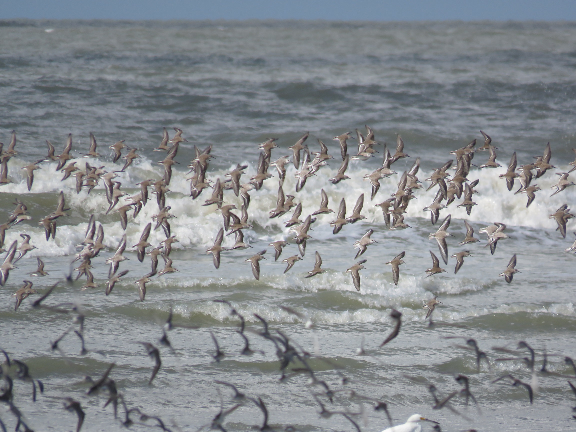 revoada Calidris Pará Foto Dani Paludo
