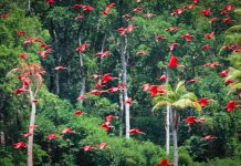 Revoada de Guarás Marajó Pará Brasil Carlos Silva 2005 218x150