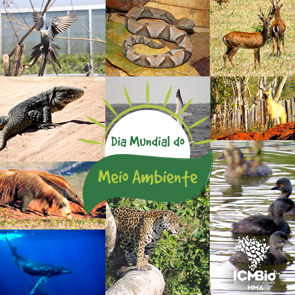 semana do meio ambiente