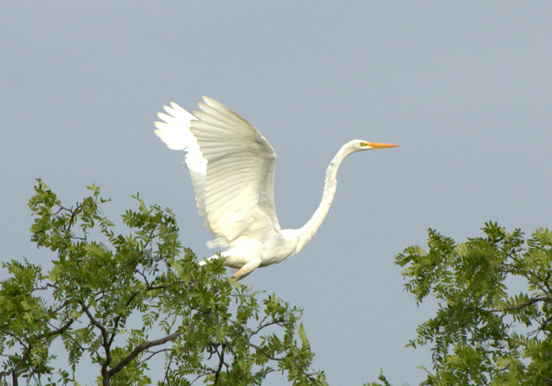 Equipe registrou diversas espécies protegidas pela unidade (Foto: Acervo ICMBio)