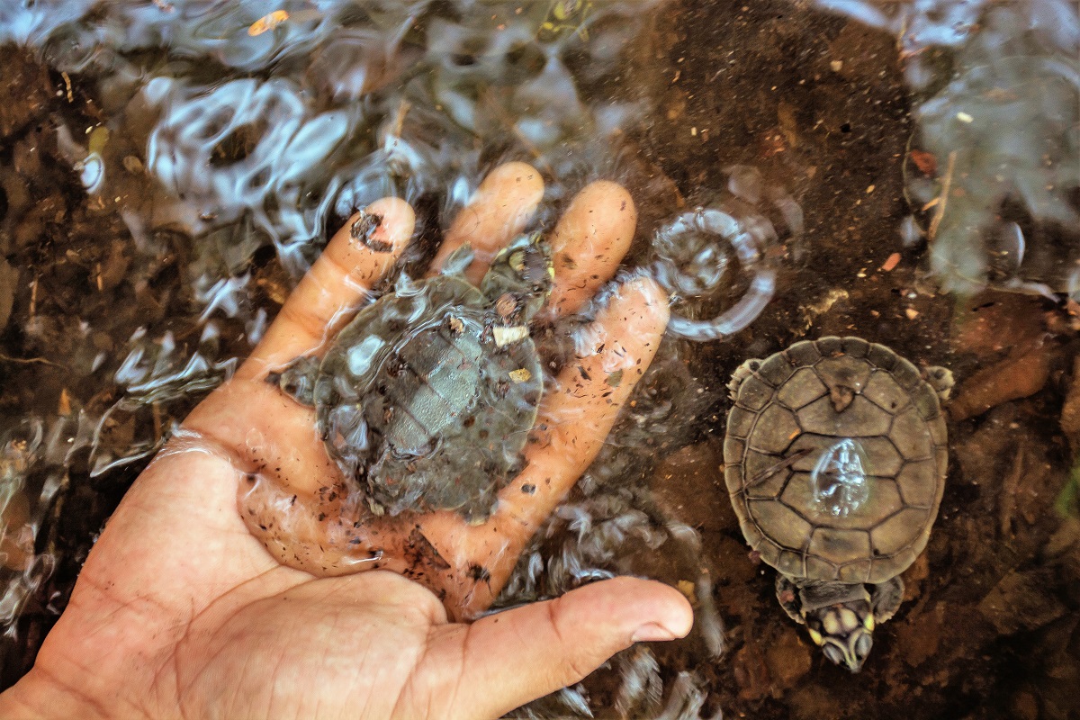 Soltura dee Quelônios Meyriane de Mira