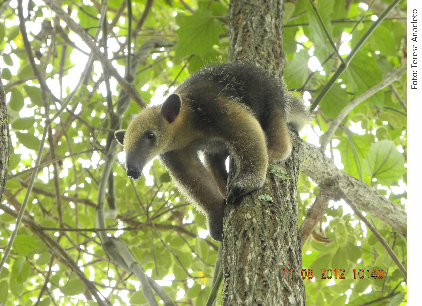 Tamandua tetradactyla Filhote TeresaAnacleto1