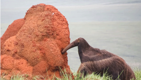 tamanduaBanner movel