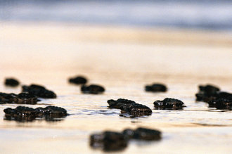 tamar sergipe desova