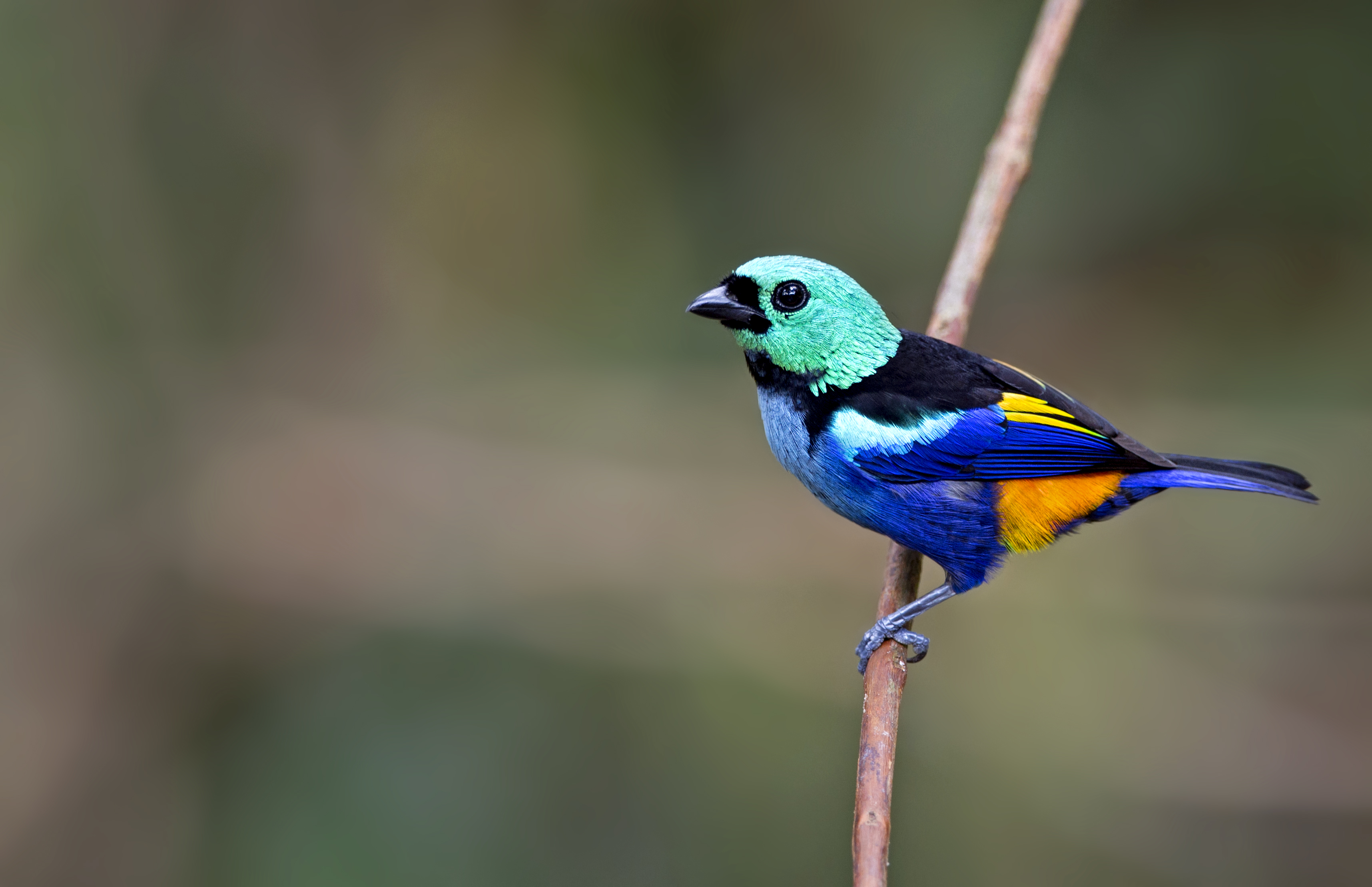 Tangara fastuosa Ciro Albano