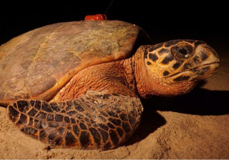 Tartaruga-de-pente com transmissor instalado (Foto: Acervo Projeto Tamar)