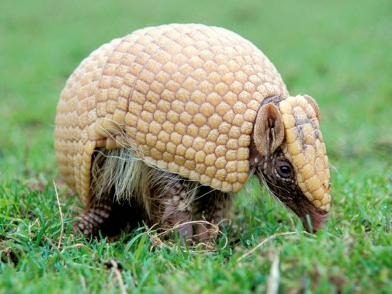 tatu-bola divulgação interna