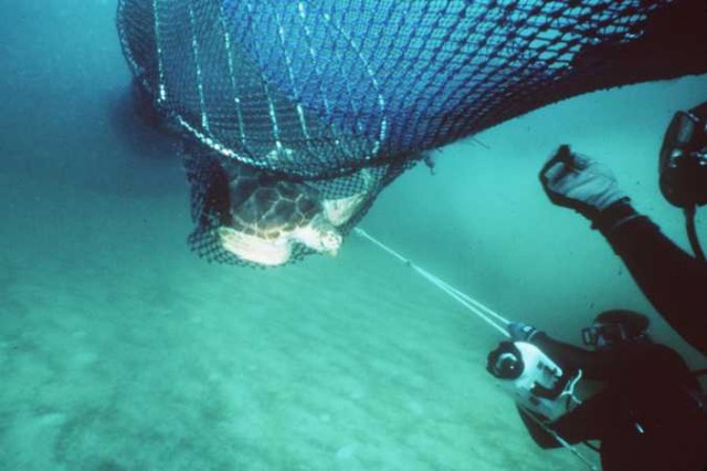Foto ilustra TED, recurso que evita captura de tartarugas (Fonte: Mar sem Fim)