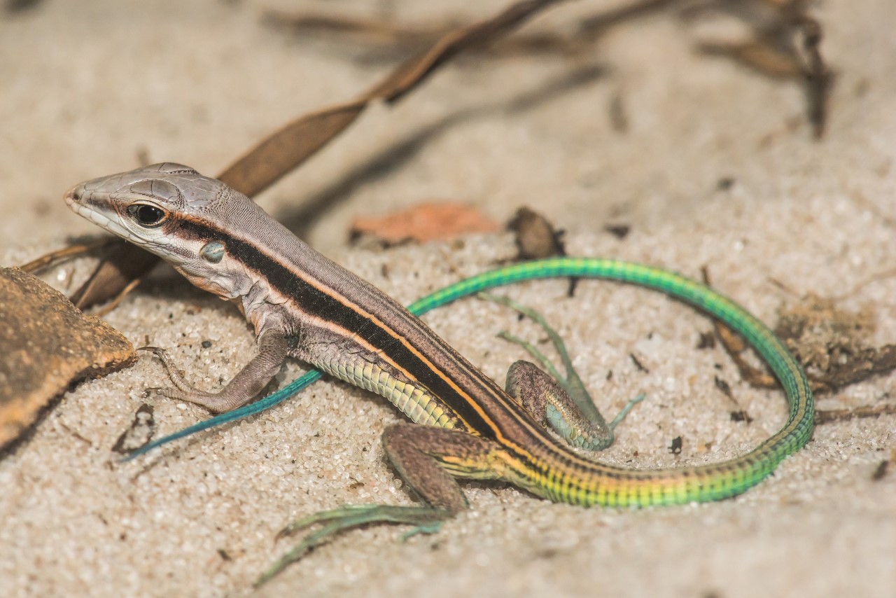 thumbnail Glacomastix abaetensis Magno Lima Travassos de Oliveira Easy Resize.com 1