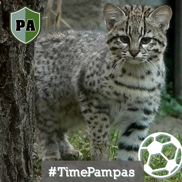 TimePantanal1 foto de Николай Усик 1